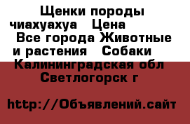 Щенки породы чиахуахуа › Цена ­ 12 000 - Все города Животные и растения » Собаки   . Калининградская обл.,Светлогорск г.